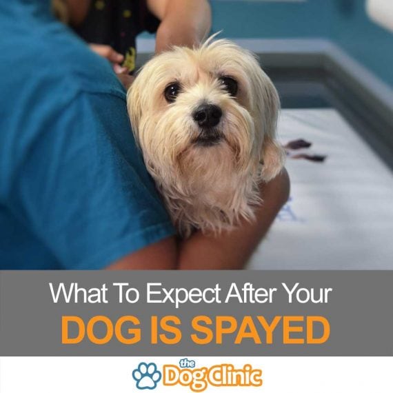 what to expect when your dog is spayed