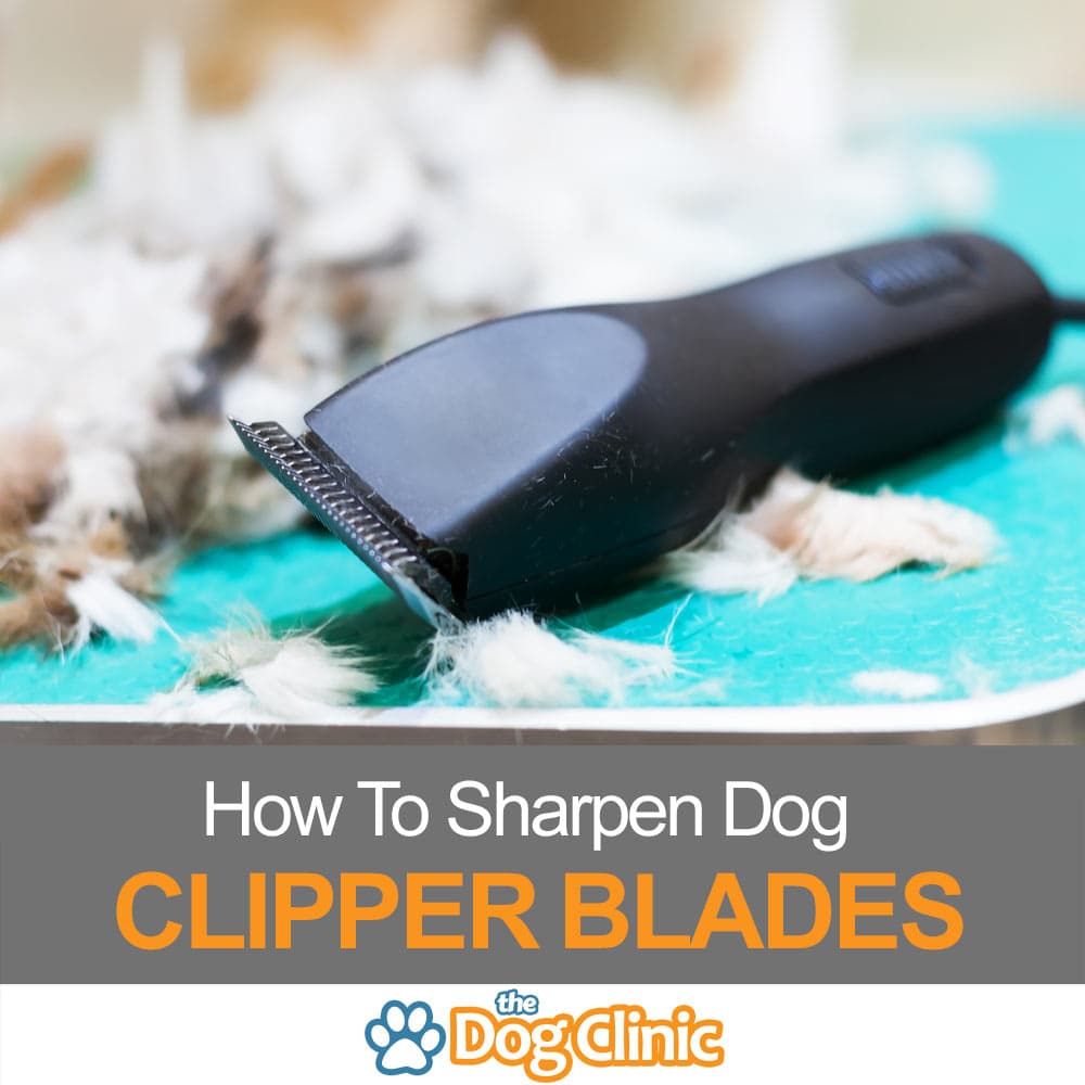 dog clipper blade sharpening service near me