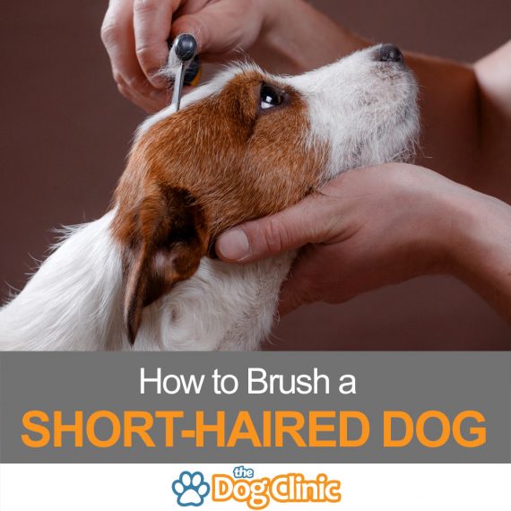 deshedding brush for short hair dogs