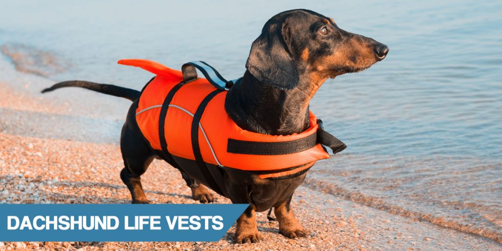 wiener dog life jacket