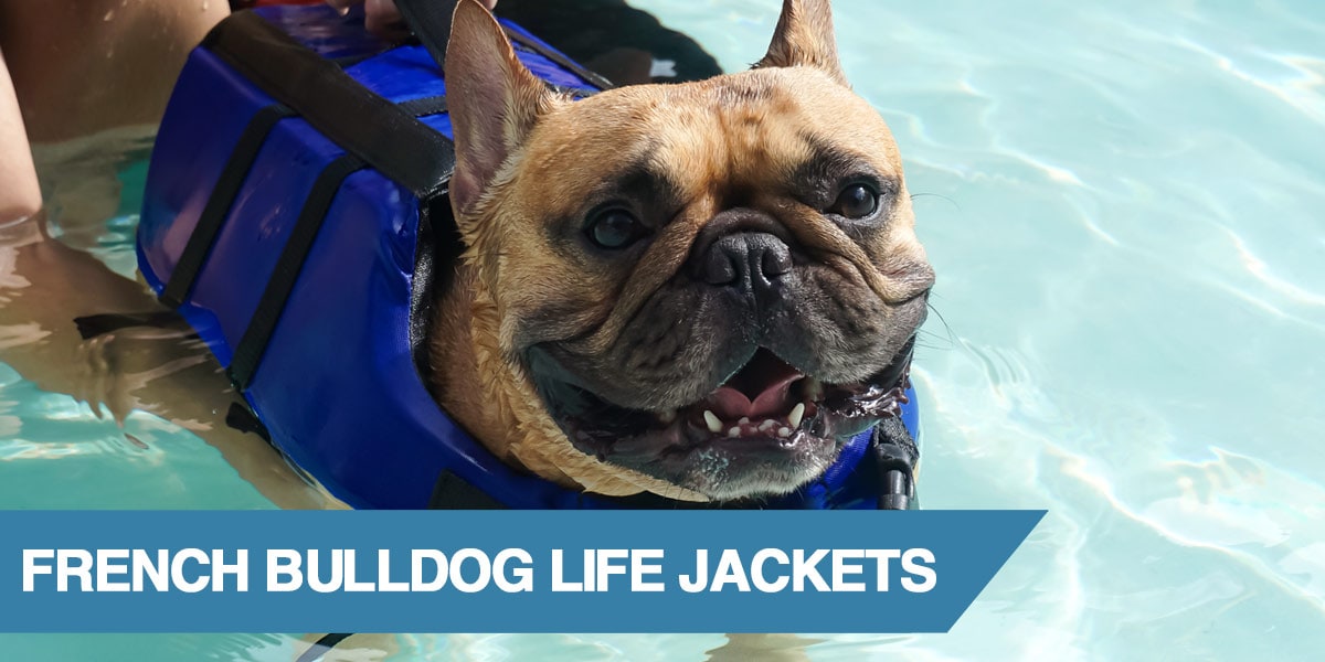 3 French Bulldog Life Jackets to Keep Your Pet Safe (2021)