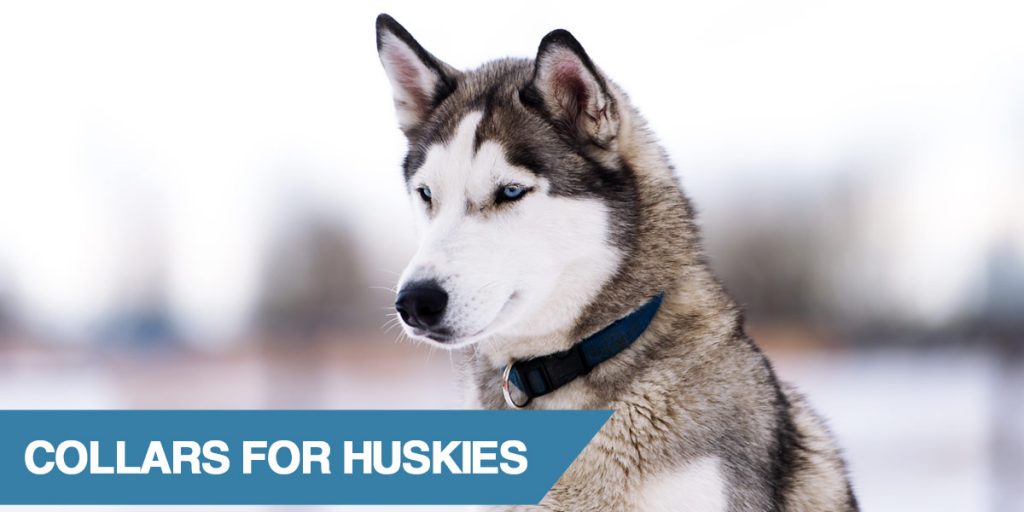 shock collar for husky