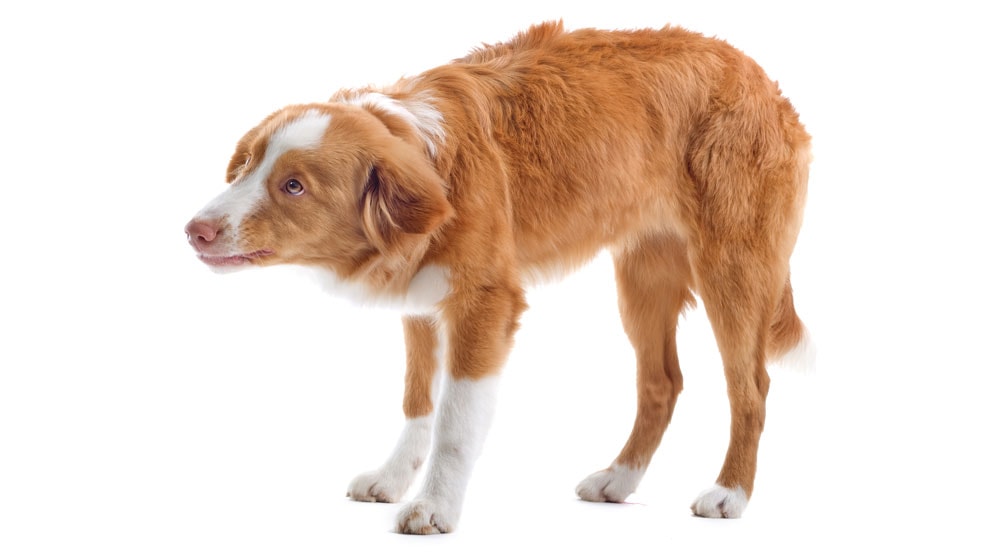 what does it mean when a dog bites its tail