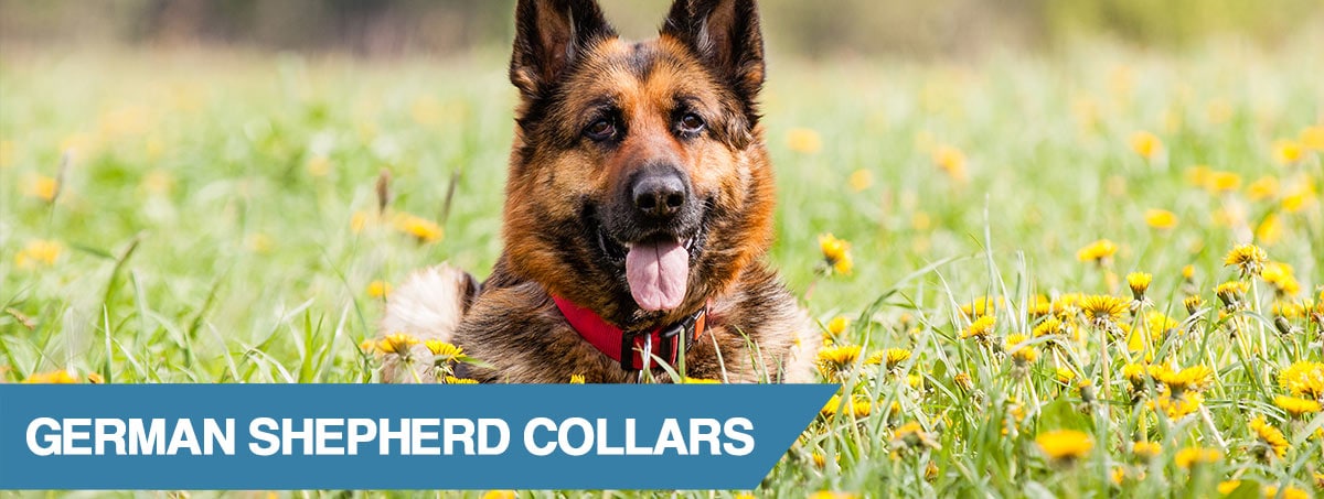 5 Best German Shepherd Dog Collars (2020)