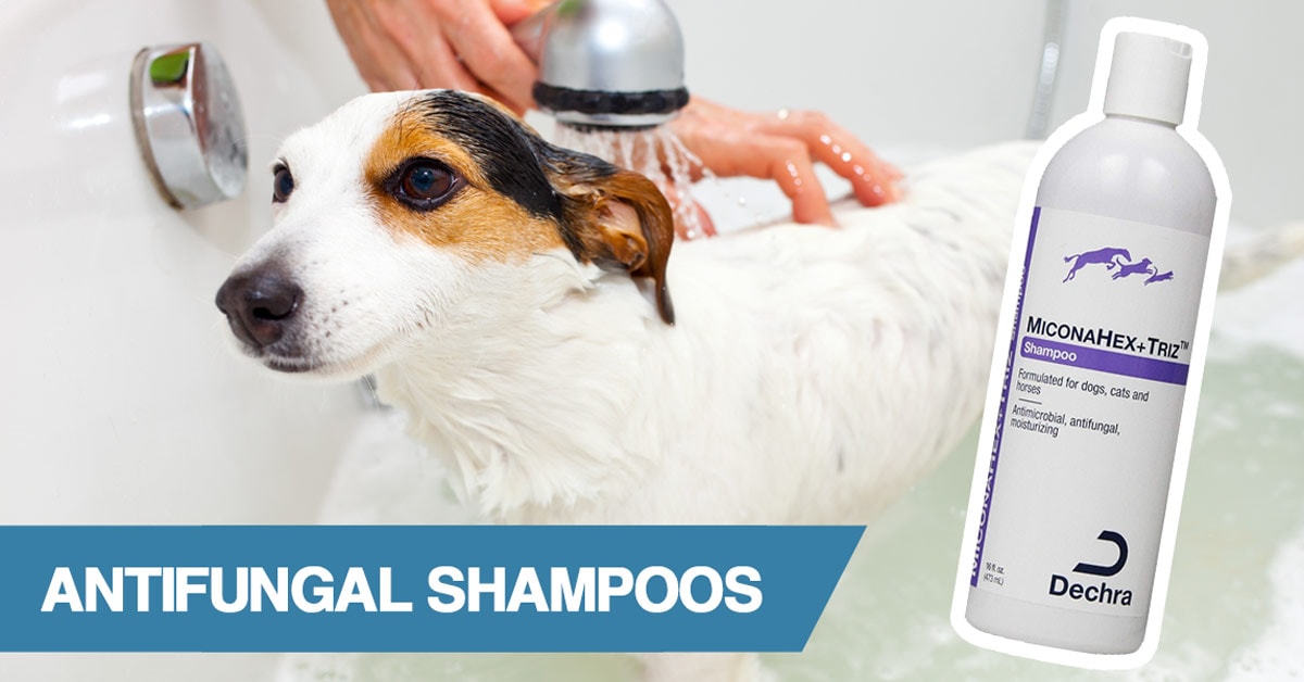 antibacterial and antifungal dog shampoo