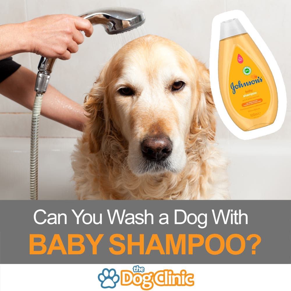human shampoo on dogs