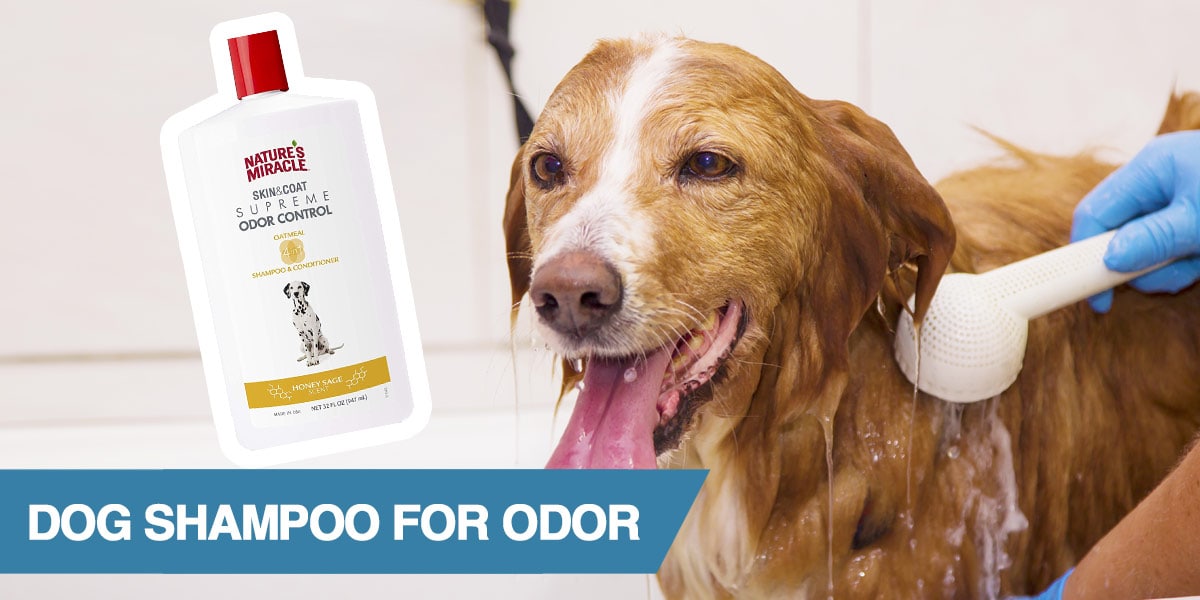 what is the best dog shampoo for odor
