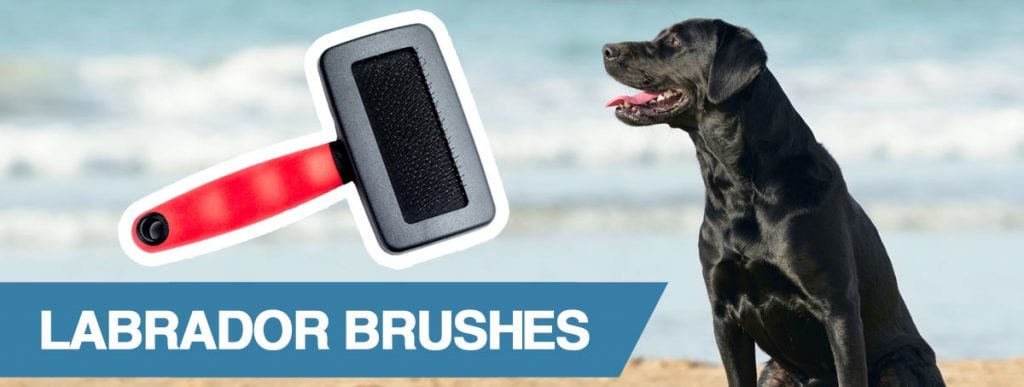 best brush for labs
