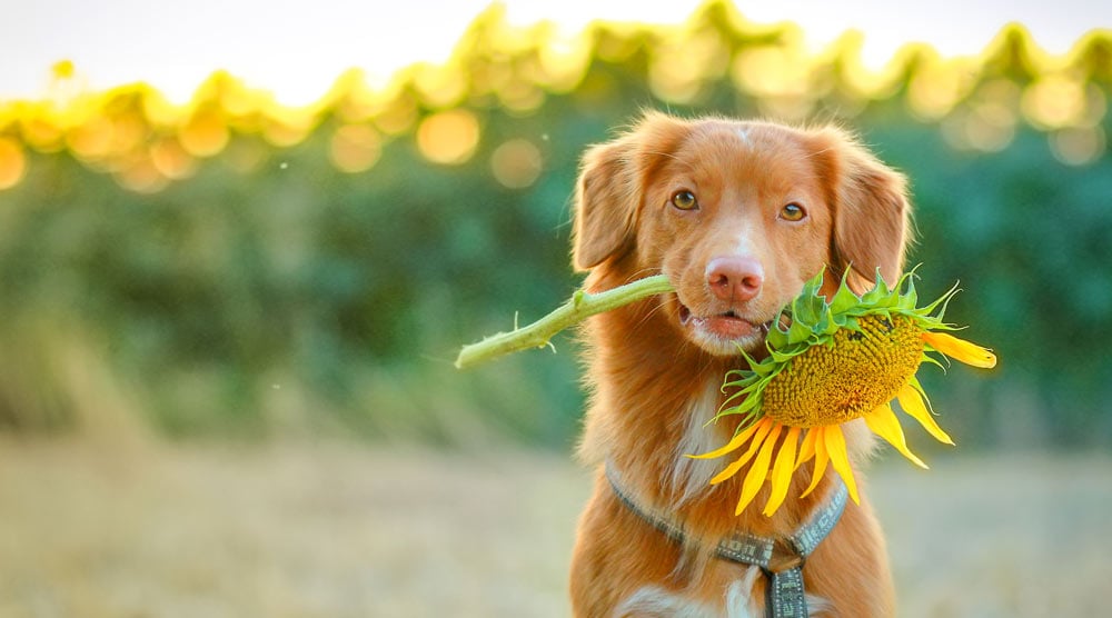 A Type Of Flower Dogs Like