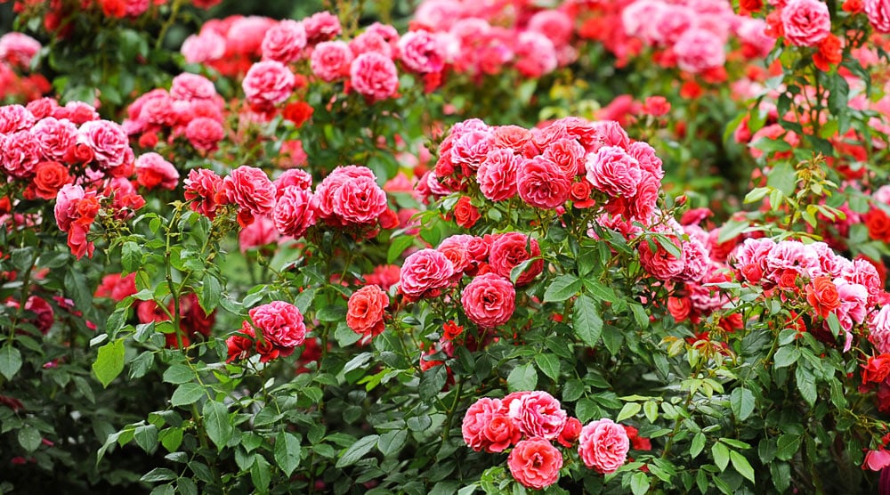 Are Roses Poisonous to Dogs? [Bushes 