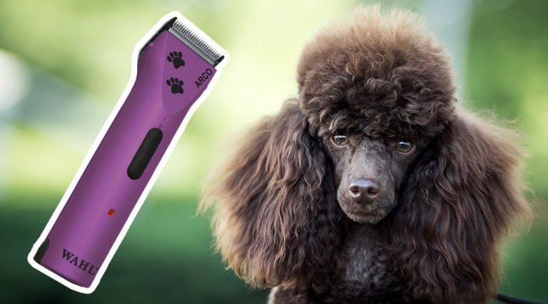 best clippers for poodles        <h3 class=