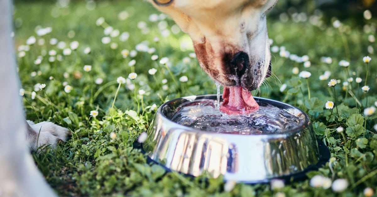 Best Dog Water Bowl (2023) Top Dishes & Buyer's Guide