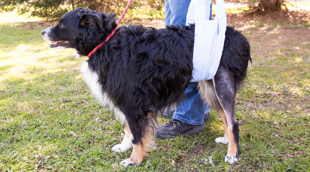 what could cause paralysis in dogs back legs