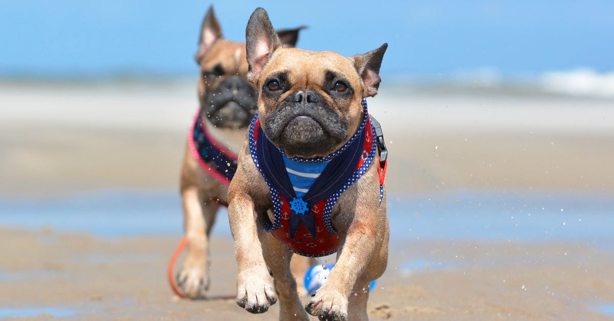 French Bulldog Harness: 5 Top Picks for Frenchies in 2024