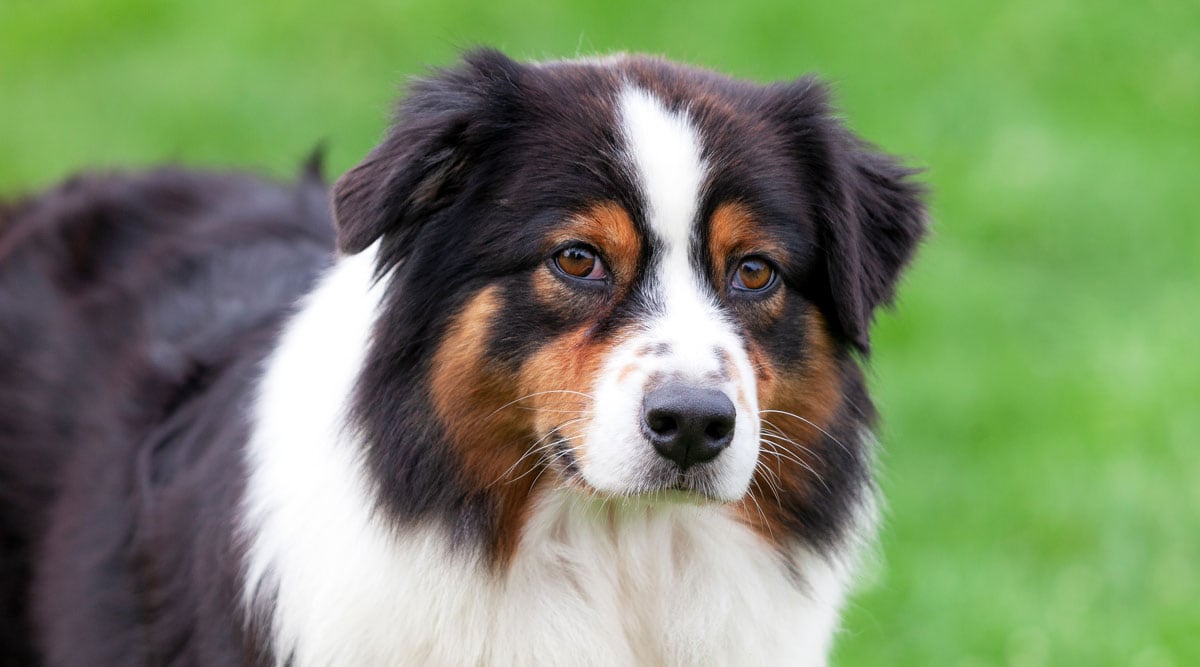 Do Australian Shepherds Shed? The Simple Truth